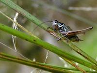 Bicolorana roeselii - Roesel's Bush-Cricket