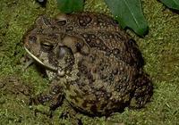 Image of: Bufo fowleri (Fowler's toad)
