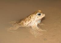 Bufo calamita - Natterjack Toad