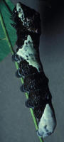 Image of: Papilio cresphontes