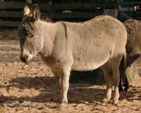 Equus africanus asinus - Donkey