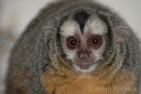 Aotus azarai boliviensis - Bolivian Night Monkey