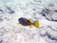Ostracion cubicus - Black-spotted Boxfish