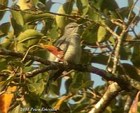 Indochinese Cuckooshrike - Coracina polioptera