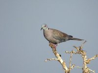 African Mourning Dove - Streptopelia decipiens