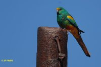 Mulga Parrot - Psephotus varius