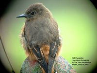 Cliff Flycatcher - Hirundinea ferruginea