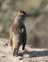 Field Sparrow; Spizella pusilla,