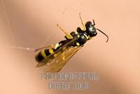 Wasp ( Cerceris arenaria ) captured in a cobweb stock photo