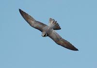 Ostriz lesni (Falco subbuteo)