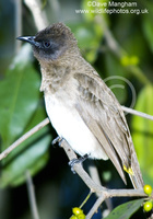 : Pycnonotus tricolor; Dark-capped Bulbul