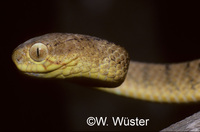 : Pareas carinatus; Keeled Slug Snake