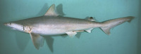 Carcharhinus dussumieri, Whitecheek shark: fisheries