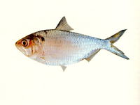 Hilsa kelee, Kelee shad: fisheries, bait