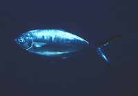 Trachinotus ovatus, Derbio: fisheries, aquaculture, gamefish, aquarium