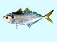 Pantolabus radiatus, Fringe-finned trevally: fisheries, gamefish