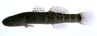 Chasmichthys dolichognathus, : aquarium
