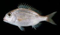 Polysteganus coeruleopunctatus, Blueskin seabream: fisheries