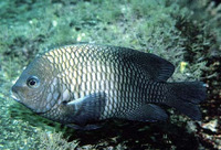 Stegastes acapulcoensis, Acapulco major: fisheries