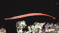 Doryrhamphus baldwini, Redstripe pipefish: