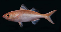 Erythrocles scintillans, Golden kali kali: fisheries