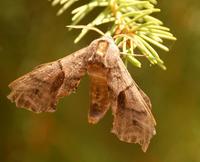 Smerinthus ocellata - Eyed Hawk-moth