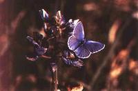 Image of: Lycaeides melissa (karner blue)