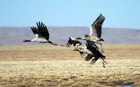 Image of: Grus nigricollis (black-necked crane)