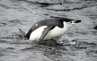 Image of: Pygoscelis antarctica (chinstrap penguin)