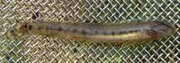 Cobitis taenia - Spined Loach