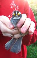 Image of: Zonotrichia albicollis (white-throated sparrow)