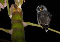 San Isidro Mystery Owl (Strix sanisidroensis) photo