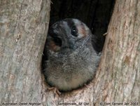Australian Owlet-Nightjar - Aegotheles cristatus