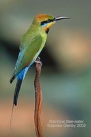 Rainbow Bee-eater - Merops ornatus