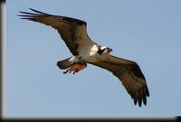 Osprey, Marshlands Conservancy, NY
