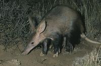Aardvark, Tuissen de Riviere, Free State, South Africa. (25176)