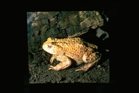: Bufo boreas; Western Toad, Albino