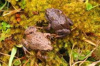 : Geocrinia victoriana; Eastern Smooth Frog