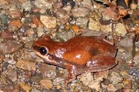 : Litoria rubella; Red Tree Frog