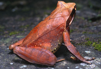 : Xenophrys major