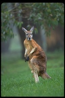 : Macropus rufus; Red Kangaroo