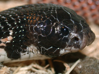 : Aspidelaps scutatus; Shieldnose Cobra