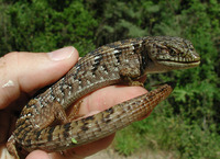 : Elgaria multicarinata multicarinata; California Southern Aligator Lizard