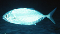 Caranx crysos, Blue runner: fisheries, gamefish, aquarium
