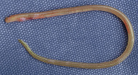 Neoconger mucronatus, Ridged eel: