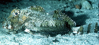 Prionotus ophryas, Bandtail searobin: