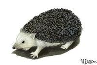 Image of: Mesechinus dauuricus (Daurian hedgehog)