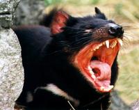 Image of: Sarcophilus harrisii (Tasmanian devil)