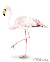 Image of: phoenicoparrus jamesi (James's flamingo)