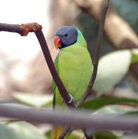 Image of: Psittacula finschii (grey-headed parakeet)